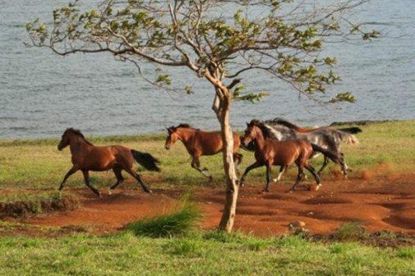 costa-rica-horseback