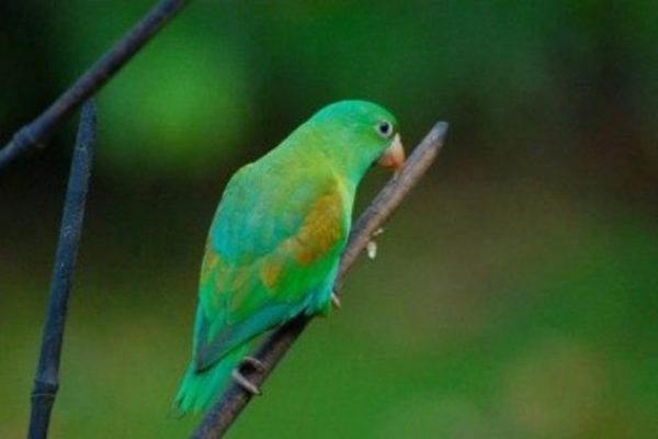 costa-rica-parrot-and-birdwatching-in-costa-rica